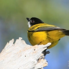 Pachycephala pectoralis (Golden Whistler) at Yatte Yattah, NSW - 7 Sep 2015 by Charles Dove