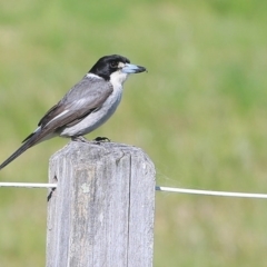 Cracticus torquatus (Grey Butcherbird) at Milton, NSW - 8 Sep 2015 by CharlesDove