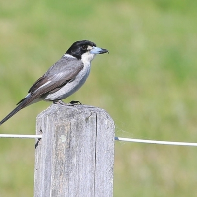 Cracticus torquatus (Grey Butcherbird) at Milton, NSW - 7 Sep 2015 by Charles Dove