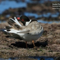 Charadrius rubricollis (Hooded Plover) at South Pacific Heathland Reserve - 10 Sep 2015 by CharlesDove