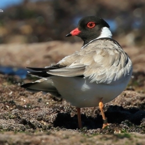 Charadrius rubricollis at suppressed - suppressed