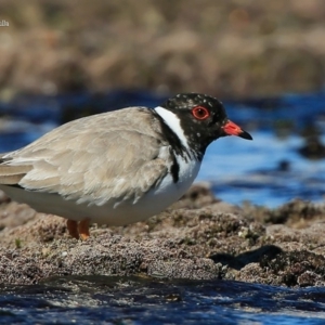 Charadrius rubricollis at suppressed - 10 Sep 2015