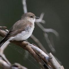 Microeca fascinans (Jacky Winter) at Yatte Yattah, NSW - 9 Sep 2015 by CharlesDove