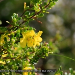 Hibbertia sp. (Guinea Flower) at South Pacific Heathland Reserve - 10 Sep 2015 by CharlesDove