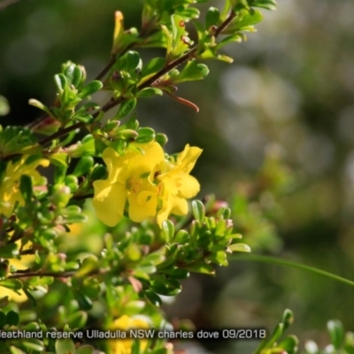Hibbertia sp. (Guinea Flower) at South Pacific Heathland Reserve - 9 Sep 2015 by Charles Dove
