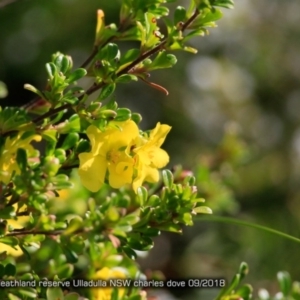 Hibbertia sp. at South Pacific Heathland Reserve - 10 Sep 2015