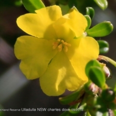 Hibbertia sp. at South Pacific Heathland Reserve - 10 Sep 2015 12:00 AM