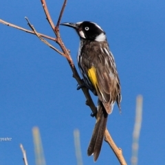 Phylidonyris novaehollandiae (New Holland Honeyeater) at South Pacific Heathland Reserve - 8 Sep 2015 by CharlesDove