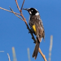 Phylidonyris novaehollandiae (New Holland Honeyeater) at South Pacific Heathland Reserve - 7 Sep 2015 by Charles Dove