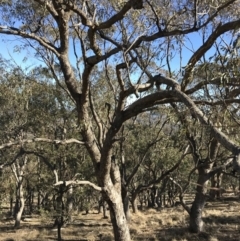 Eucalyptus bridgesiana (Apple Box) at QPRC LGA - 24 Jun 2018 by yellowboxwoodland