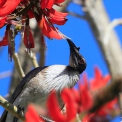Philemon corniculatus (Noisy Friarbird) at Milton, NSW - 7 Sep 2015 by Charles Dove