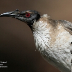 Philemon corniculatus (Noisy Friarbird) at Conjola Bushcare - 6 Sep 2015 by Charles Dove