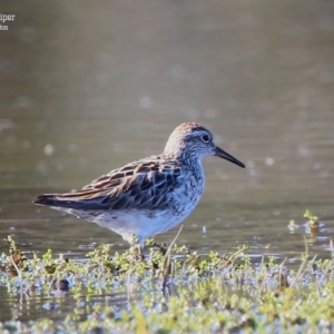 Calidris acuminata at Milton, NSW - 9 Sep 2015 12:00 AM