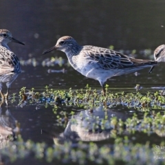 Calidris acuminata at Milton, NSW - 9 Sep 2015 12:00 AM