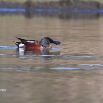 Spatula rhynchotis (Australasian Shoveler) at Milton, NSW - 9 Sep 2015 by CharlesDove