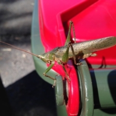 Pseudorhynchus mimeticus (Snout nose katydid) - 22 Feb 2017 by Nivlek