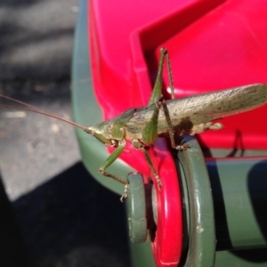 Pseudorhynchus mimeticus at Broughton Vale, NSW - 22 Feb 2017 10:51 AM