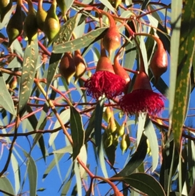 Eucalyptus leucoxylon (Yellow Gum) at Turner, ACT - 24 Jun 2018 by liztav