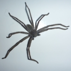 Isopeda (genus) (Huntsman Spider) at Aranda, ACT - 21 Nov 2014 by JanetRussell
