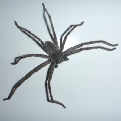 Isopeda (genus) (Huntsman Spider) at Aranda, ACT - 21 Nov 2014 by JanetRussell