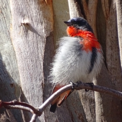 Dicaeum hirundinaceum (Mistletoebird) at Garran, ACT - 23 Jun 2018 by roymcd