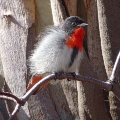 Dicaeum hirundinaceum at Garran, ACT - 23 Jun 2018