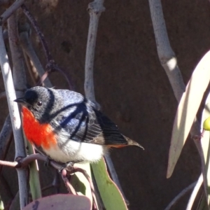 Dicaeum hirundinaceum at Garran, ACT - 23 Jun 2018