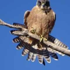 Falco longipennis (Australian Hobby) at Garran, ACT - 24 Jun 2018 by roymcd
