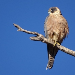 Falco longipennis at Garran, ACT - 24 Jun 2018