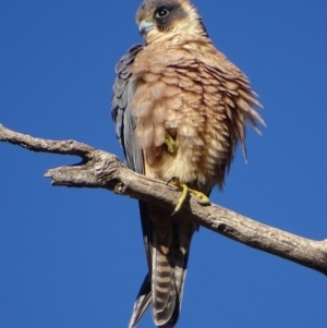 Falco longipennis at Garran, ACT - 24 Jun 2018 03:09 PM