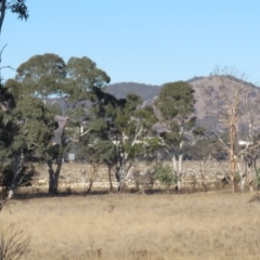 Cacatua sanguinea at Hume, ACT - 24 Jun 2018