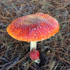 Amanita muscaria (Fly Agaric) at Eden, NSW - 21 Jun 2018 by carolw44