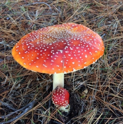 Amanita muscaria (Fly Agaric) at Eden, NSW - 21 Jun 2018 by carolw44