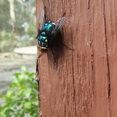 Rutilia (Ameniamima) argentifera (A Bristle fly) at QPRC LGA - 26 Feb 2018 by natureguy