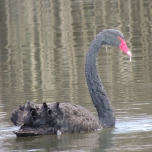 Cygnus atratus at Meroo National Park - 7 Jun 2014 10:06 AM