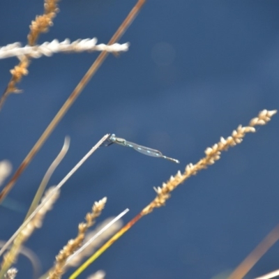 Austrolestes leda (Wandering Ringtail) at QPRC LGA - 10 Mar 2018 by natureguy