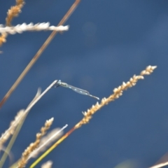 Austrolestes leda at Wamboin, NSW - 10 Mar 2018 03:04 PM