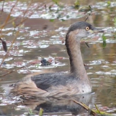 Tachybaptus novaehollandiae (Australasian Grebe) at Campbell, ACT - 28 May 2018 by MichaelBedingfield