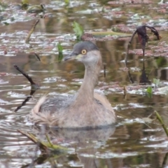 Tachybaptus novaehollandiae at Campbell, ACT - 28 May 2018