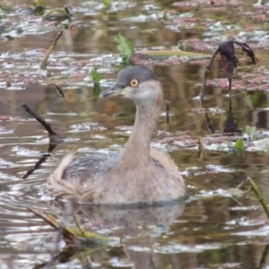 Tachybaptus novaehollandiae at Campbell, ACT - 28 May 2018