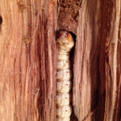 Unidentified at Broughton Vale, NSW - 19 Aug 2017 by Nivlek