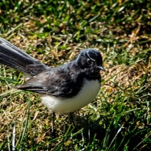 Rhipidura leucophrys at Banks, ACT - 25 Jun 2018 09:41 AM