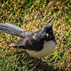 Rhipidura leucophrys at Banks, ACT - 25 Jun 2018 09:41 AM