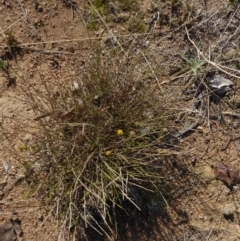 Calotis lappulacea (Yellow Burr Daisy) at Red Hill to Yarralumla Creek - 21 Jun 2018 by JackyF