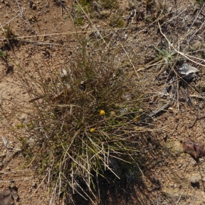 Calotis lappulacea (Yellow Burr Daisy) at Red Hill to Yarralumla Creek - 21 Jun 2018 by JackyF