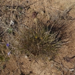 Calotis lappulacea at Deakin, ACT - 21 Jun 2018