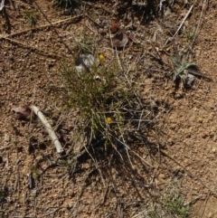 Calotis lappulacea at Deakin, ACT - 21 Jun 2018 01:12 PM