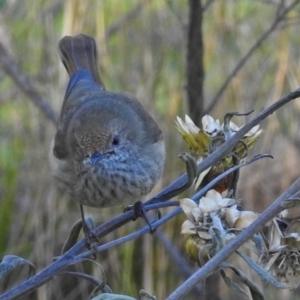 Acanthiza pusilla at Acton, ACT - 25 Jun 2018 12:36 PM