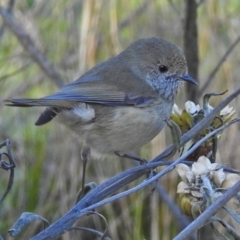 Acanthiza pusilla at Acton, ACT - 25 Jun 2018