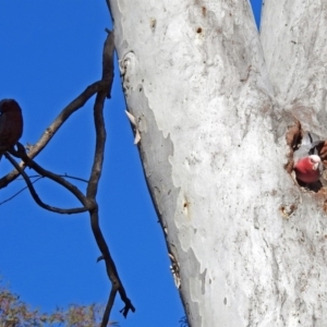 Eolophus roseicapilla at Acton, ACT - 25 Jun 2018